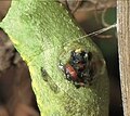 T. lapidator emerging from a Papilio machaon pupa