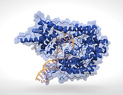 RNA-Polymerase (Phage T7)