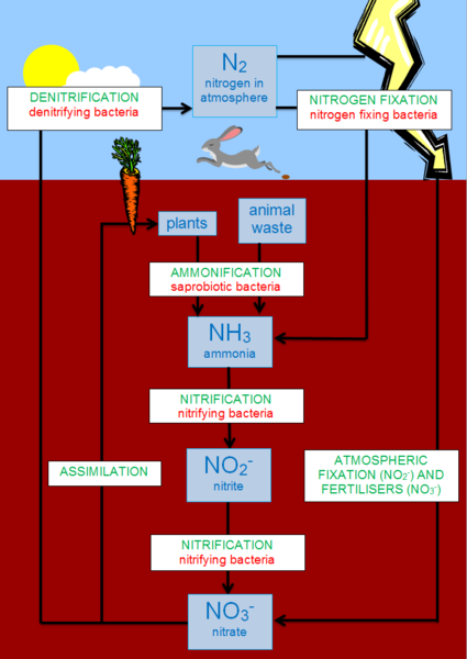 Simple representation of the nitrogen cycle. Blue represent nitrogen storage, green is for processes moving nitrogen from one place to another, and red is for the bacteria involved