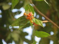 Tiliacora acuminata -lajin luumarjoja.