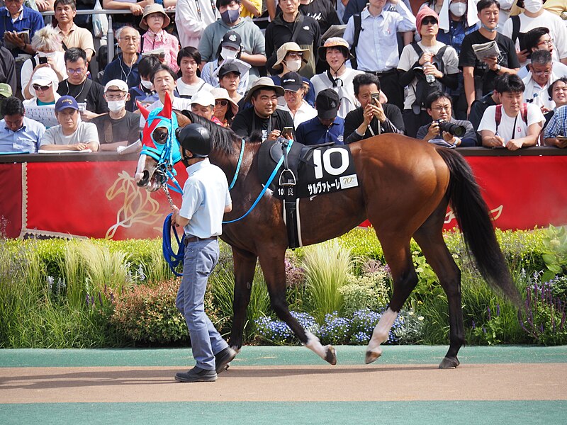 File:10R Deep Impact Cup (3win class, 4yo an up) dirt 1600m at tokyo raccourse (53750888496).jpg