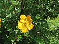 * Nomination: Unidentified Potentilla (cinquefoil) at Bichlhäusl, Tiefgrabenrotte, Frankenfels, Austria.--GT1976 14:02, 11 June 2019 (UTC) * Review Most yellow flowers are tricky to photograph. They have reflective membranes under the outer skin of the petals that shine in every kind of direct light. The blown out highlights are not very noticable here, but they are present. Can you do something about them? And how about a tighter crop? I think, the part of the flower at the left side of the picture and the bright spot of grass on the right distract the eye from the main feature of the photo. --Stoxastikos 17:44, 11 June 2019 (UTC) The plant looks like the shrub Dasiphora fruticosa (cultivated species). --Robert Flogaus-Faust 09:28, 16 June 2019 (UTC)