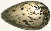 A large, elongate egg is sketched, primarily white with brown streaks condensing closer to the larger end.