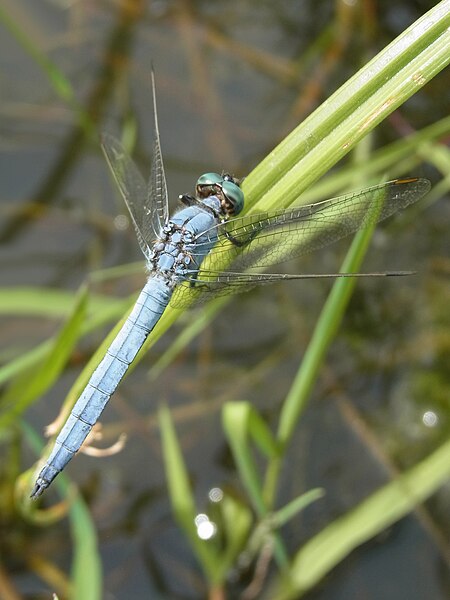 File:Orthetrum CBTha 002.JPG