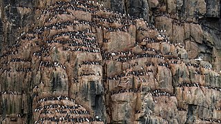 Uria lomvia (Thick-billed Murres) Image is also a Featured picture of Norway