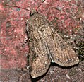 Agrotis segetum Gewone velduil