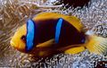 Amphiprion chrysopterus