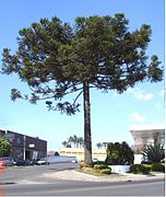 Araucaria augustifolia.jpg