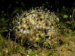 Vue du mollusque vivant dans son habitat, entièrement recouvert par son manteau.