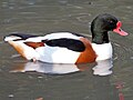 Sylvan Heights Waterfowl Park