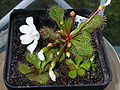 Drosera whittakeri ssp. aberrans