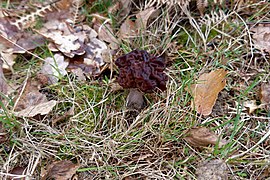 Gyromitra esculenta (47346328082).jpg