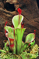 Heliamphora chimantensis