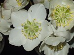 Kerstroos (Helleborus)