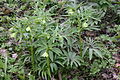 Helleborus dumetorum