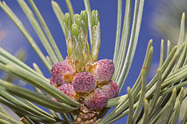 Pollen cones, Tahoe, Nevada