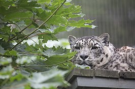 Sneeuwpanter in Korkeasaari Zoo