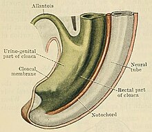 Staarteinde van het menselijk embryo vóór het tijdstip waarop de gangen van Wolff de cloaca bereiken met het cloacamembraan. Urino-genital part: sinus urogenitalis.