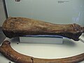 The lower rear leg (tibia) and a rib of the West Runton Mammoth exhibited at Cromer Museum