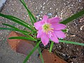 Zephyranthes rosea-Rain lilies