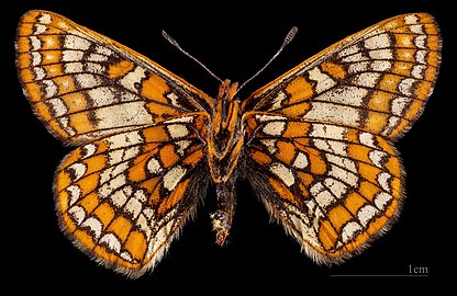 Euphydryas iduna ♀ △