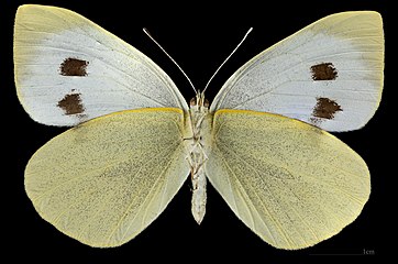 Pieris brassicae ♀ △