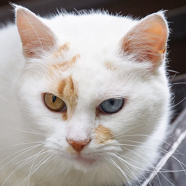 File:Odd-eyed white cat in Slovenia DSC 9595 (15355357226) (cropped).jpg