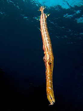 Kirjotrumpettikala (Aulostomus maculatus)