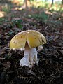 Amanita gemmata