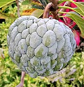 Annona squamosa ( Annonaceae ).jpg