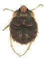 Aphelocheiridae: Aphelocheirus aestivalis