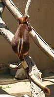 The back and tail of a Buergers' tree-kangaroo (Dendrolagus goodfellowi buergersi)