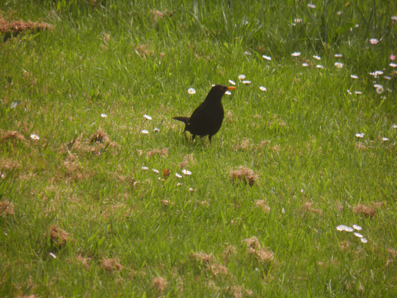 File:Blackbirdgrass.png