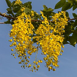 Inflorescence de canéficier. (définition réelle 4 049 × 4 049)