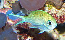 Chromis viridis 1.jpg