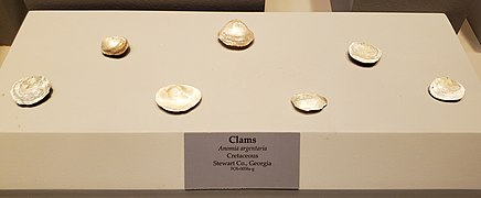 Clams, Tellus Science Museum.jpg