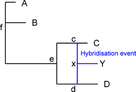 Example of a phylogenetic network