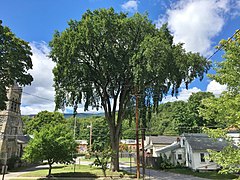 Elm Tree in Adams, MA - August 2020.jpg