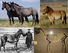 Equus ferus (wild horse) gallery.jpg