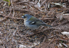 Mascle de pinsà de les Açores (Fringilla coelebs moreletti) fotografiat a l'illa de São Miguel