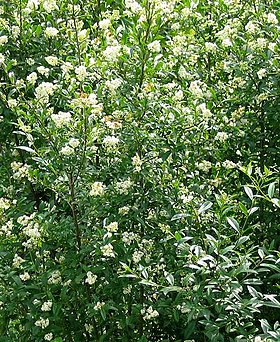 Ramos e flores da Ligustrum lucidum