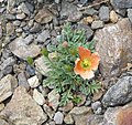 P. alpinum subsp. rhaeticum exemplaire à fleur orangée