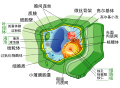 中文（简体）