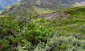 Dense végétation au cœur d'une ravine.