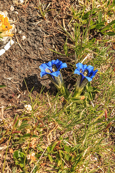 File:Plants from Drei Zinnen 07.jpg