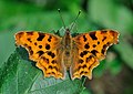 Polygonia c-album