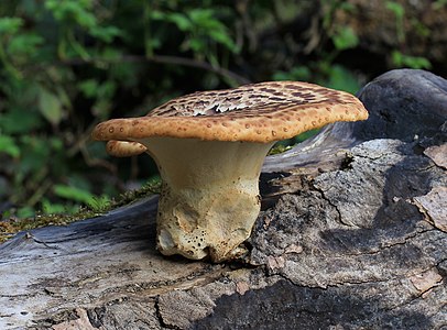 Polyporus squamosus (Dryad's Saddle)