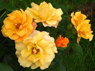 'Téquila', Golden Rose 2010