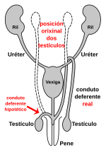 Thumbnail for File:Route of vas deferens gl.svg