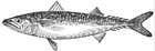 Atlantic mackerel